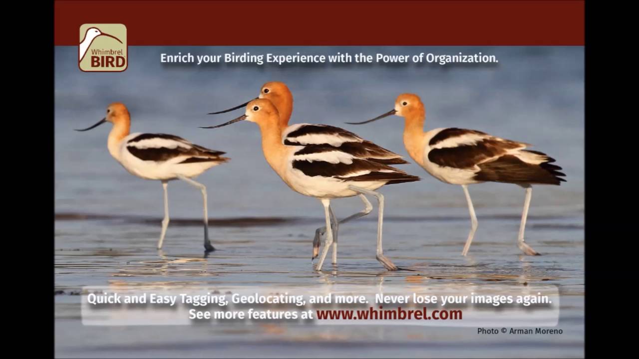 Whimbrel BIRD - Intro