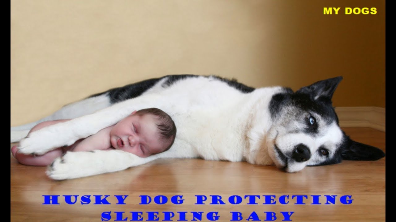 Husky Dog Protecting Sleeping Baby#The Best In The World