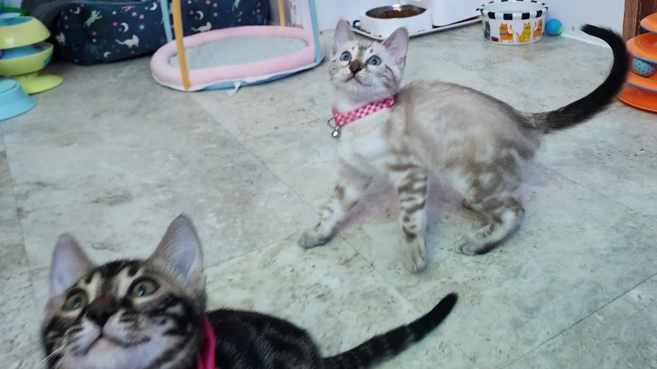 Bengal kitten sisters have fun playing with toys 😍