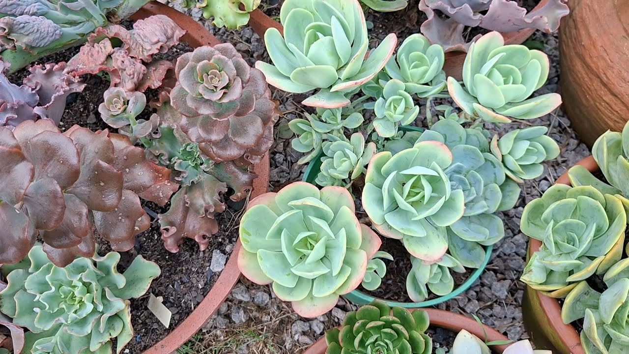 Como estão as suculentas do jardim com tanta chuva 