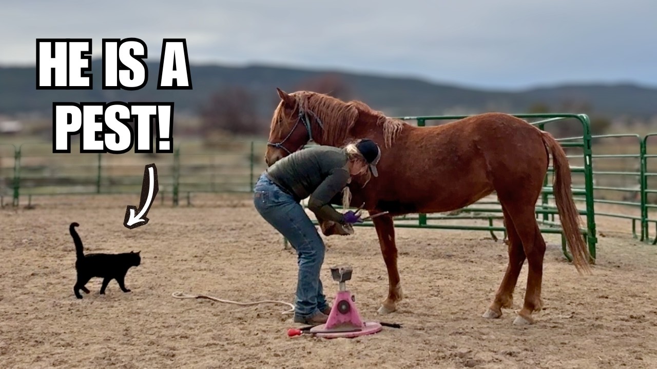 Wild Mustang's first hoof Trim! ~ SPARKLER gets a horse pedicure