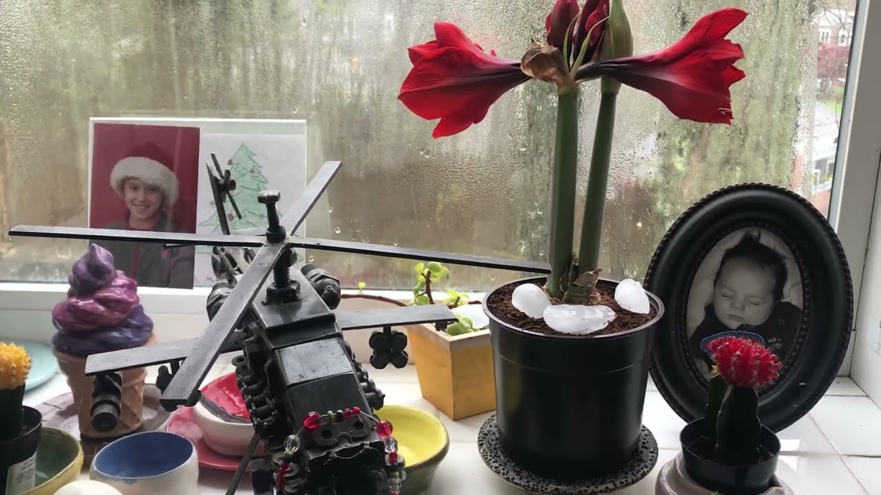 How to water house plants without WATER???