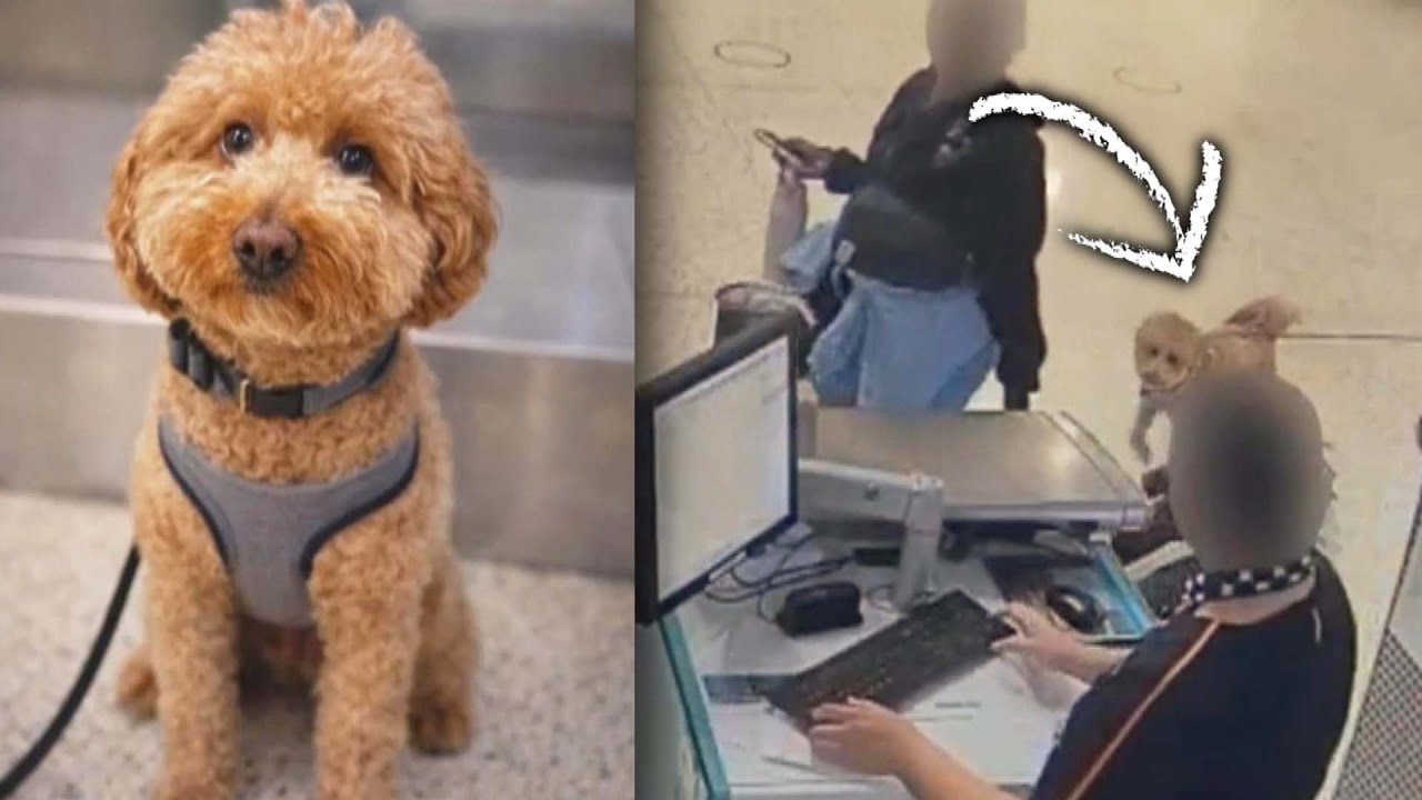 Woman Abandons Dog At Airport, Police Say
