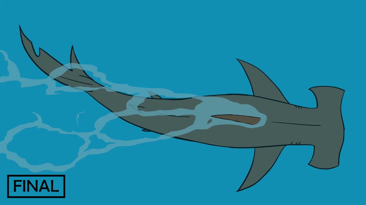 Hammerhead swim cycle