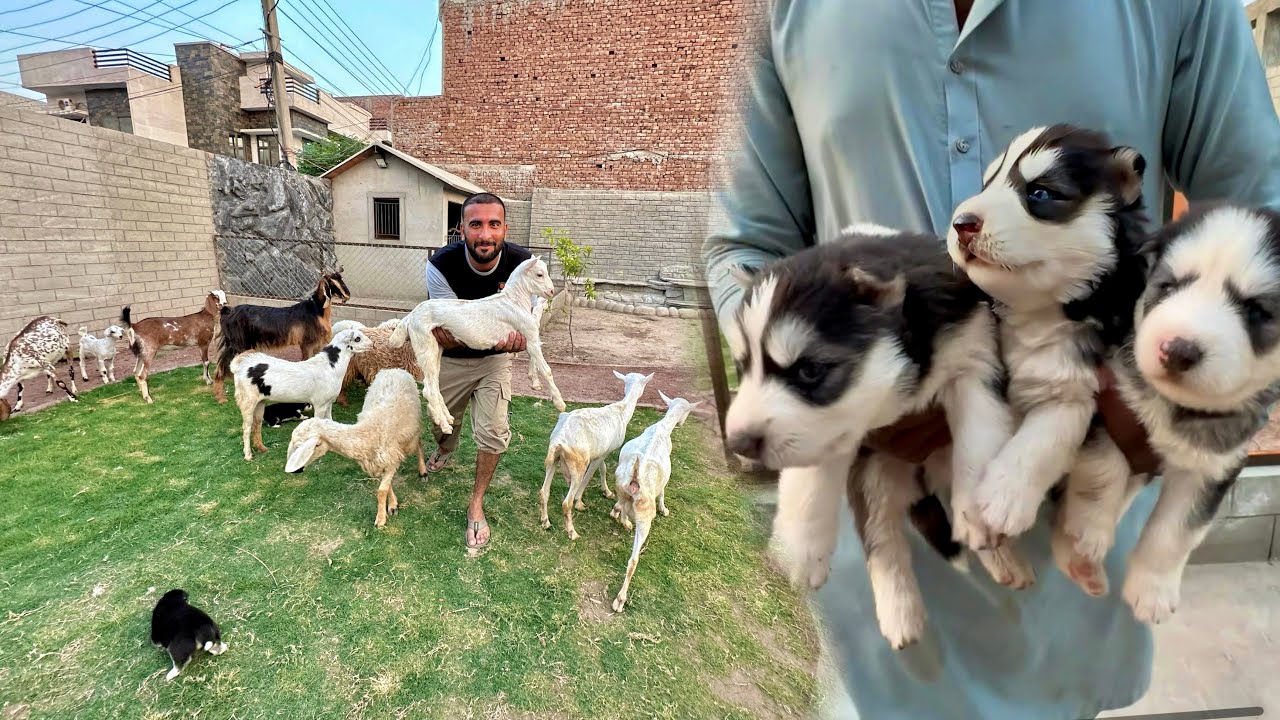 Good News ki Khushi Main Sab Bakrio ko New Mini Zoo Main Le Aya😍