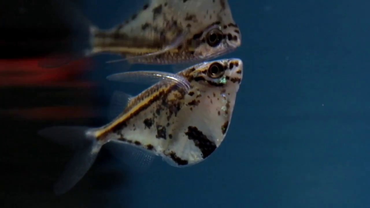 Carnegiella strigata