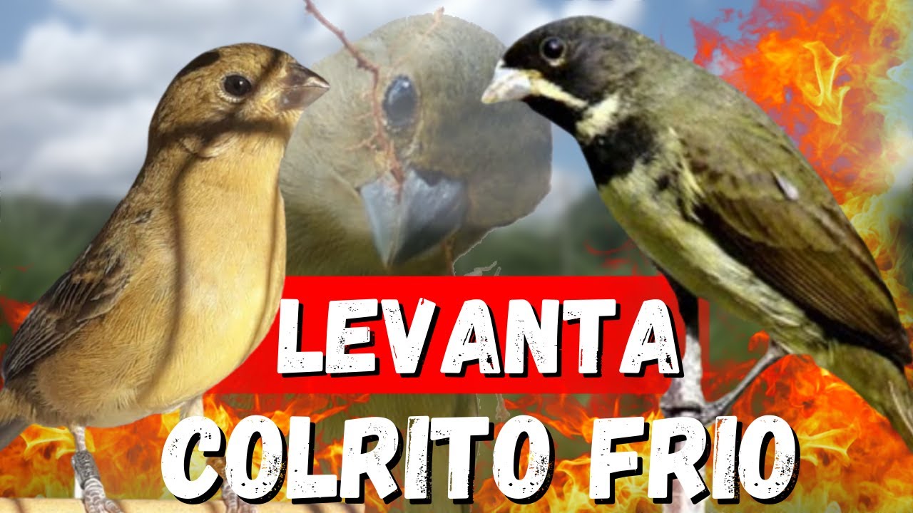 CANTO DO COLEIRO TUÍ TUÍ PRERFEITO COM FÊMEA CHAMANDO PARA ESQUENTAR COLEIRO TUÍ TUÍ