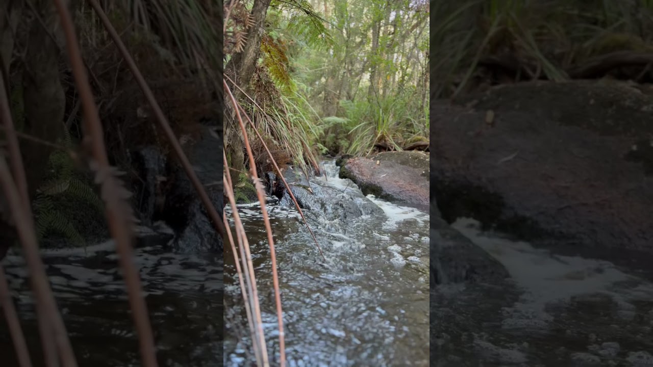 Healing Stream Of Consciousness ⭐️| Healing Nature Therapy 🌿