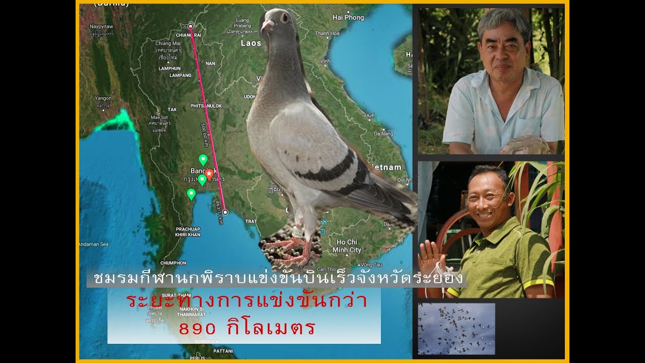 กรงนกพิราบแข่งที่มีระยะทางบินไกลที่สุดในประเทศไทย ชมรมนกพิราบแข่งระยอง