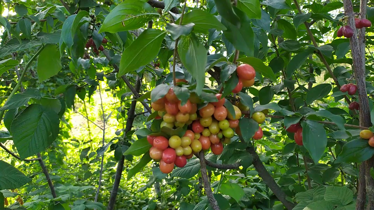 КИЗИЛ . Урожайность сортового кизила привитого в крону дичка !)) 💪