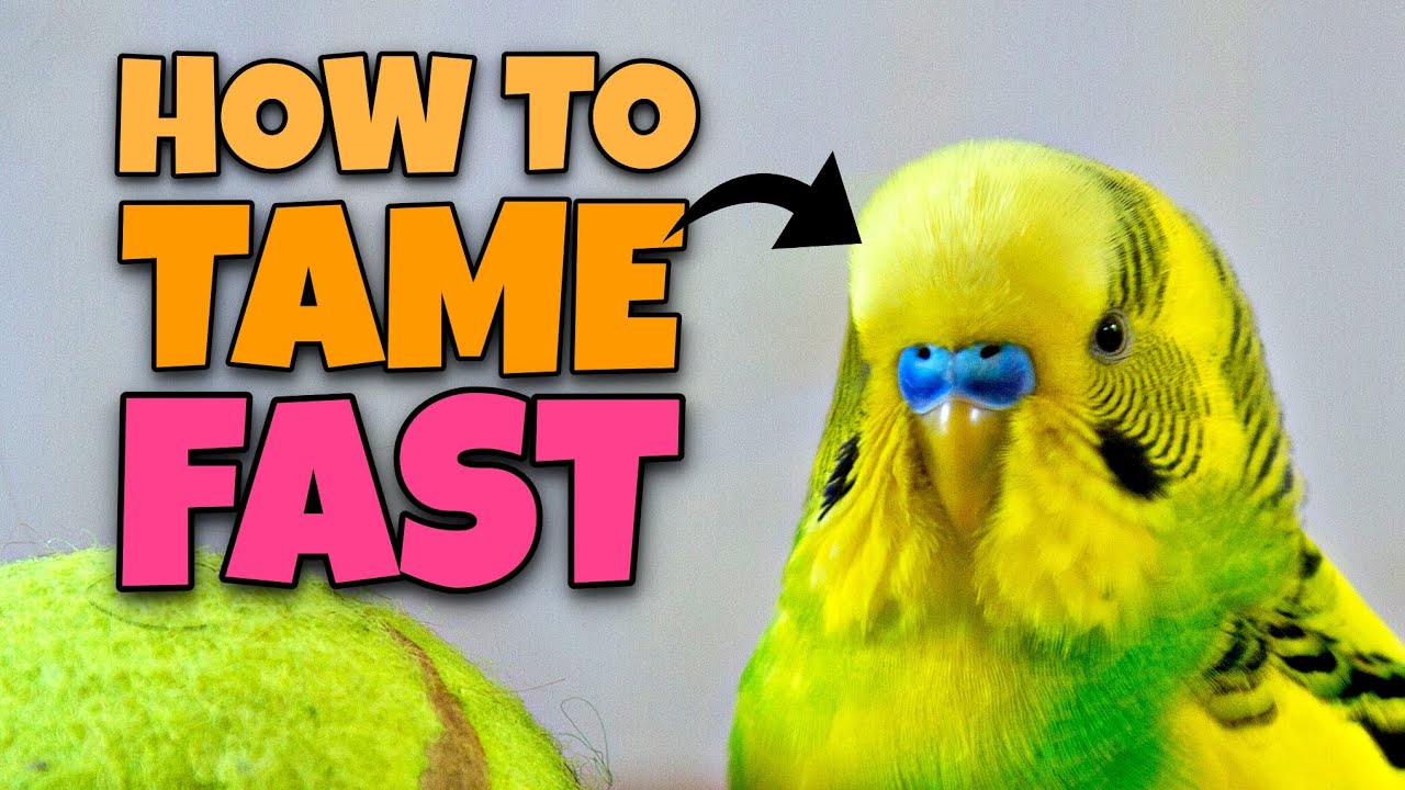 Tame Your Bird in No Time: Easy Steps to Build Trust