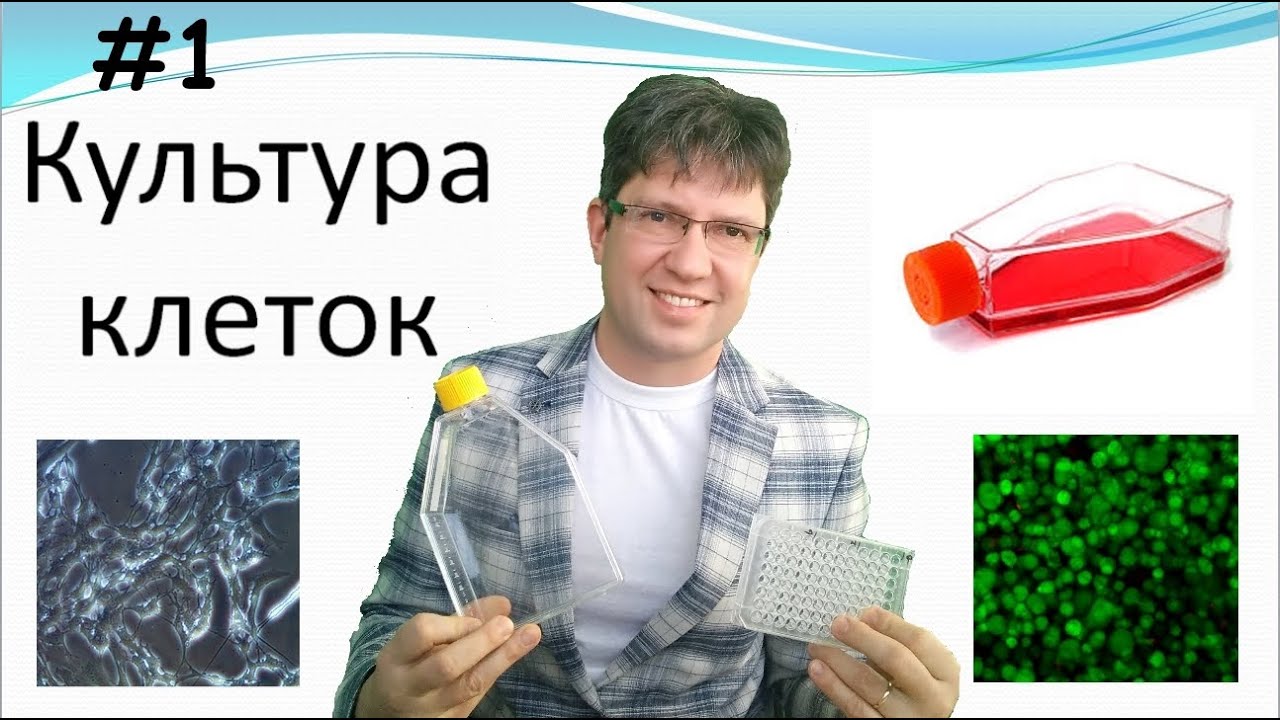 Культура клеток: основы. Владимир Прокопюк. Cryo lab.