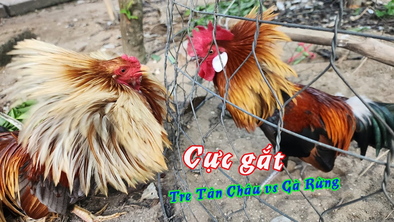 Thử Phản Ứng Gà Tre Tân Châu Với Gà Rừng Khi Chạm Mặt Nhau | Tuấn Nghịch TV