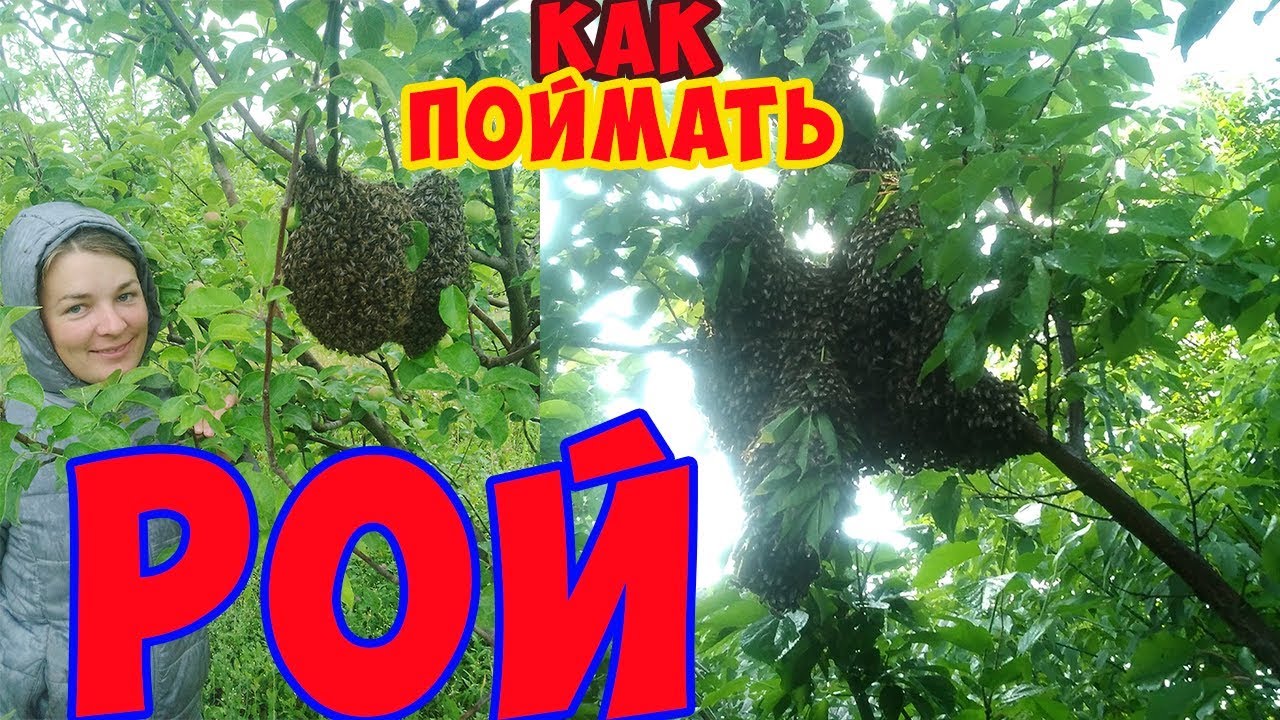 Как поймать рой пчел. Где ставить ловушку? Приманки для пчел. Готовим ловушку