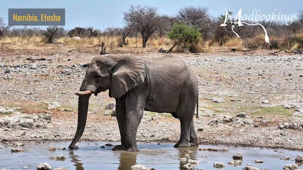 Wings and Wanderers at the Waterhole: Birdlife & Wildlife of Etosha