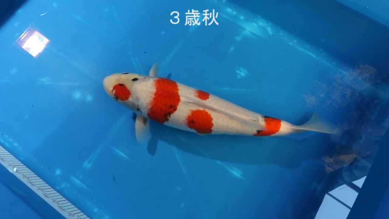 ２０２５年　野池３歳立て１９本Before/After 全記録