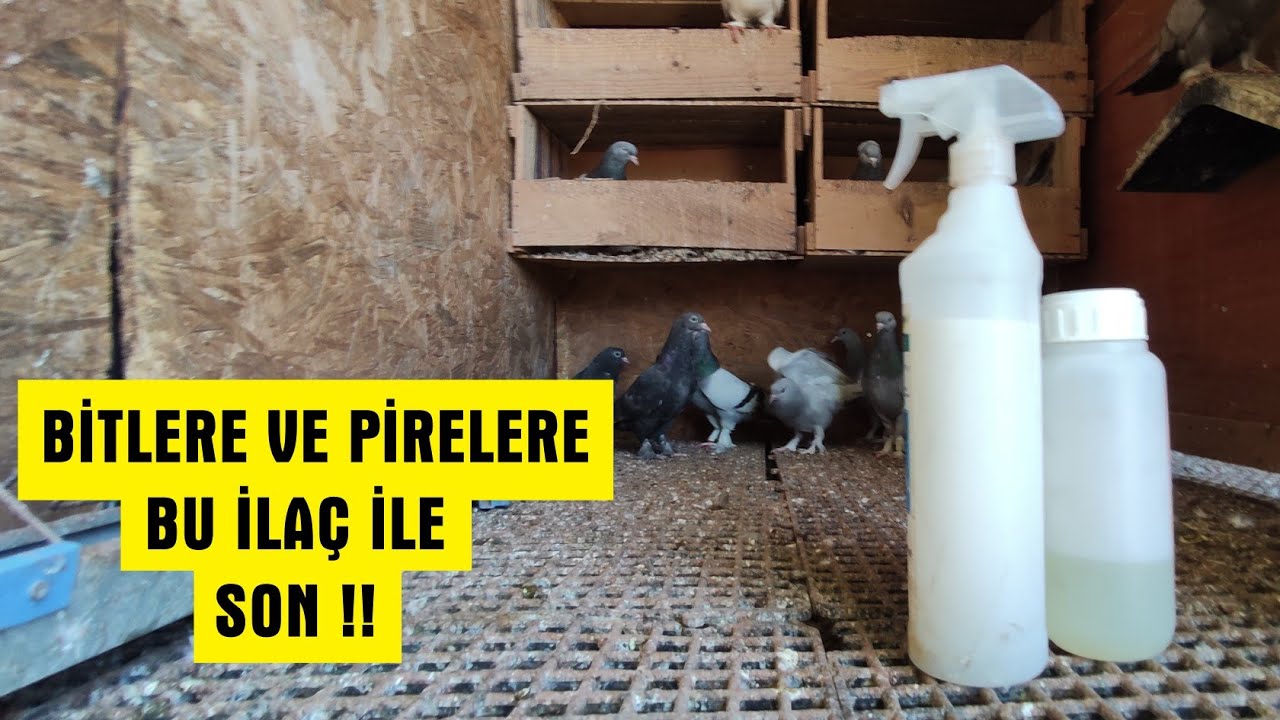 GÜVERCİNDE BİT, PiRE, AT SİNEĞİ % 100 KESİN ÇÖZÜM | Sonuna Kadar İzle