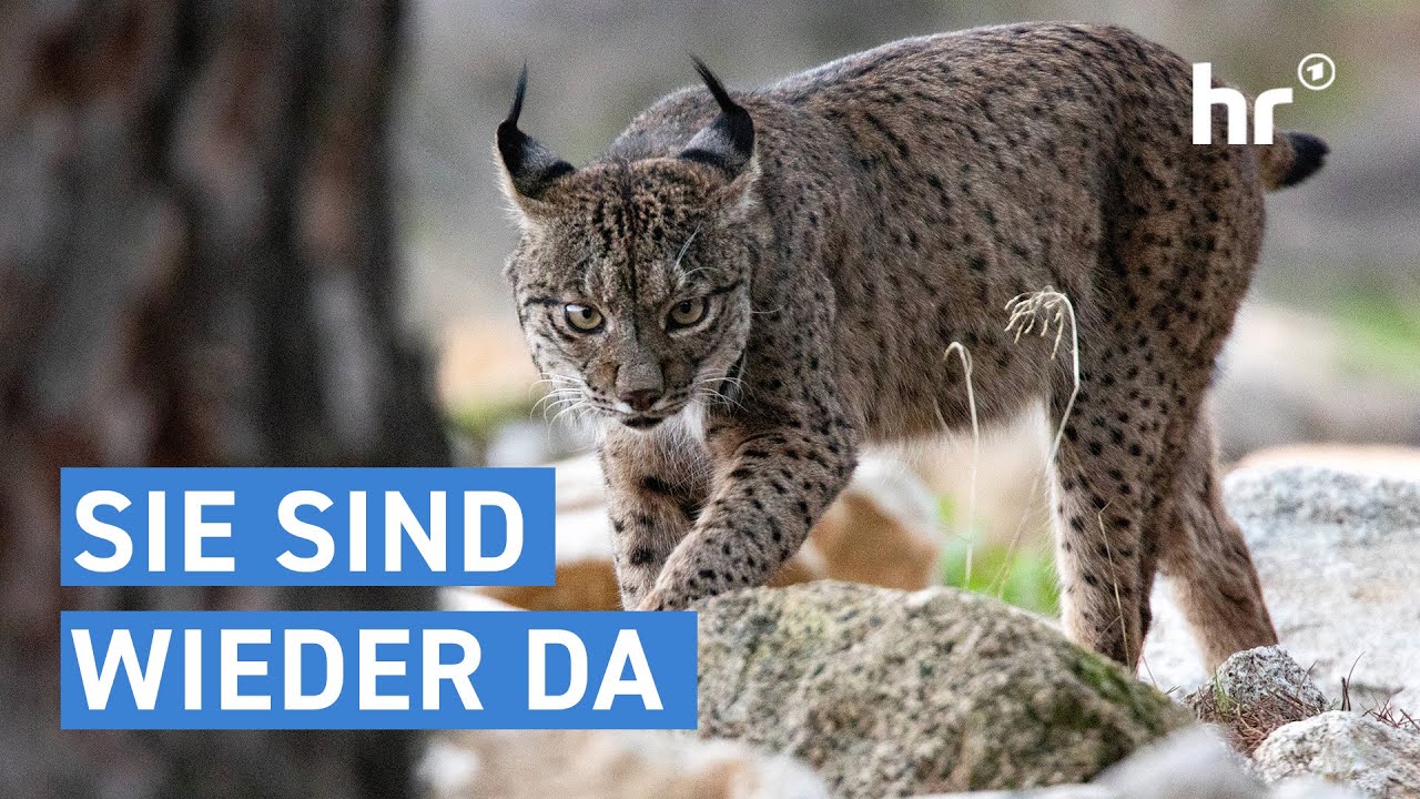 Luchse sind zur&uuml;ck in deutschen W&auml;ldern | alles wissen