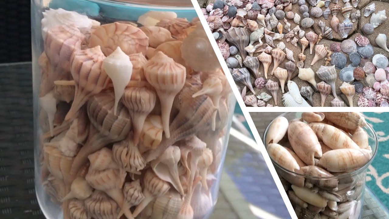 Organizing Sea Shells; What My Collection After 5 Months of Shelling Every Weekend Looks Like.