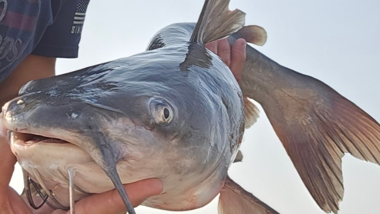 Mosquito lake Catfishing