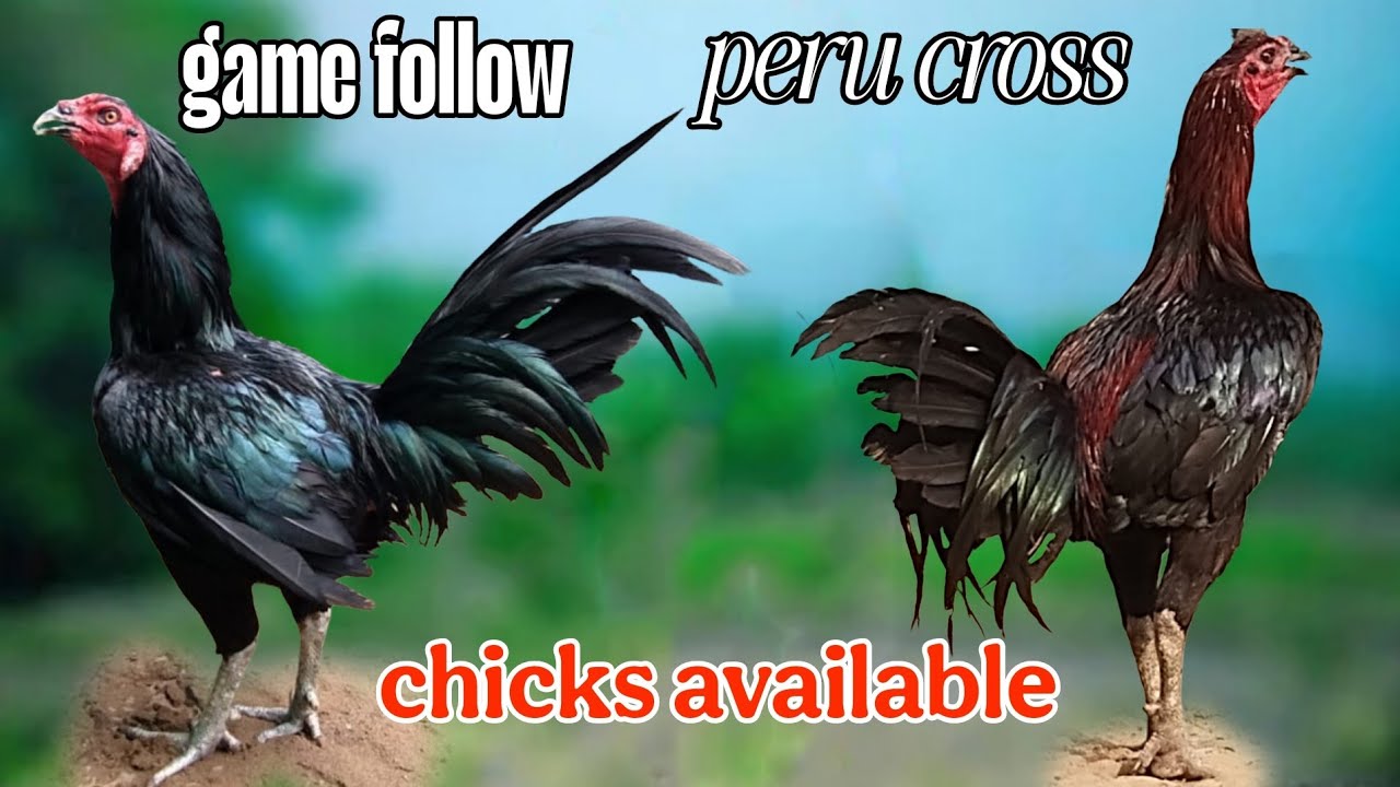 //KVR BREEDES venkat#thanks to all🙏#peru cross chicks#bhimavaram chicks#game follow chicks#chiken 