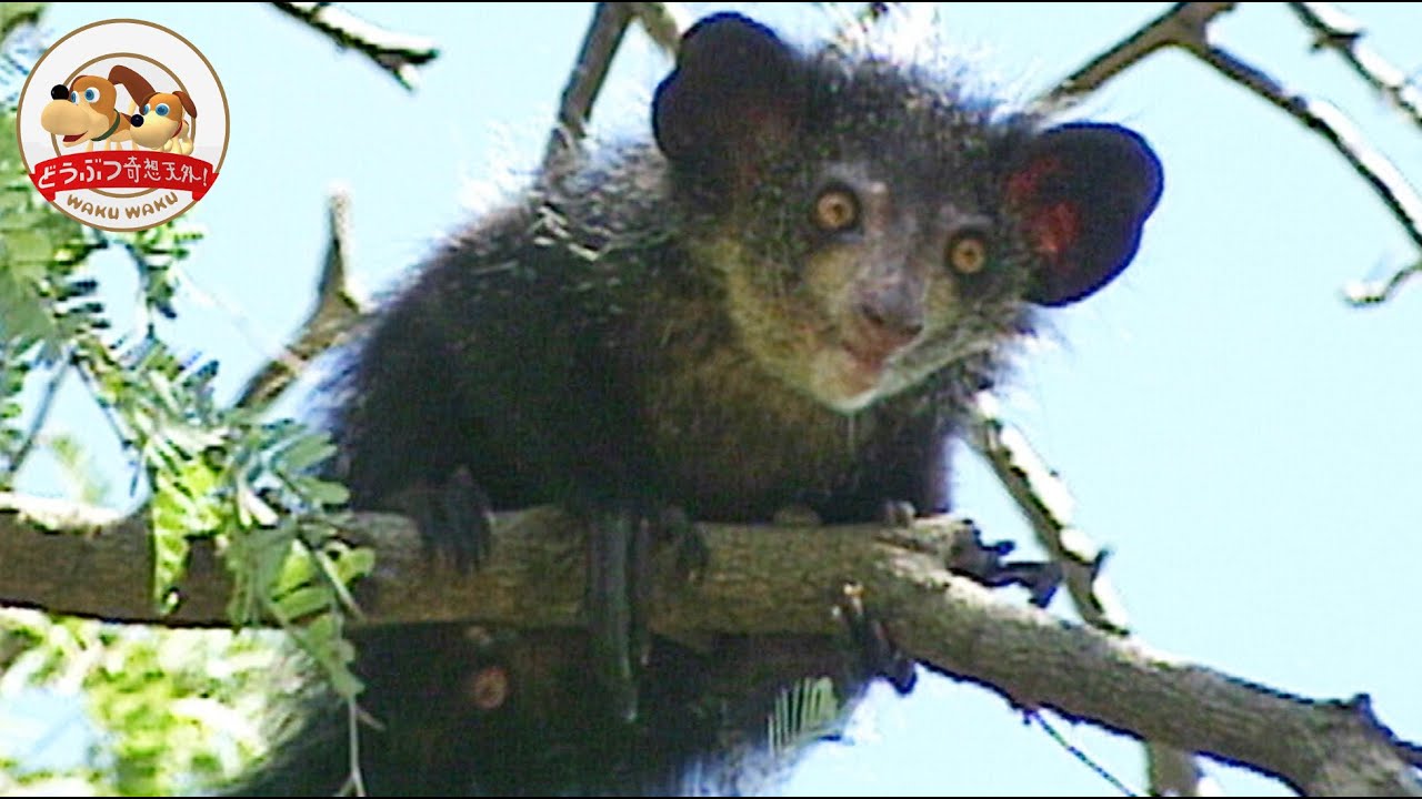 【地元では不吉な動物!?】珍獣・アイアイを絶滅から救え！マダガスカルでの捕獲作戦に密着【どうぶつ奇想天外／WAKUWAKU】