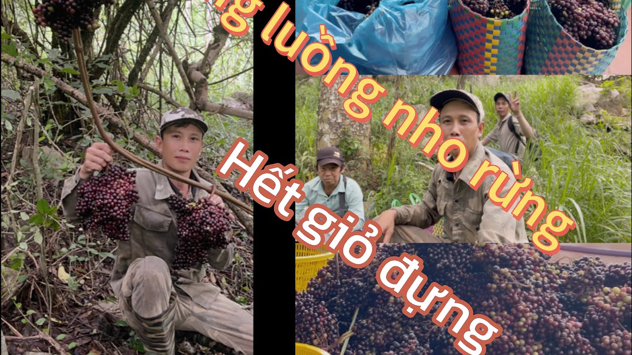 Hành trình lên núi hái nho rừng phần 6.bất ngờ trúng luồng nho hết giỏ đựng 
