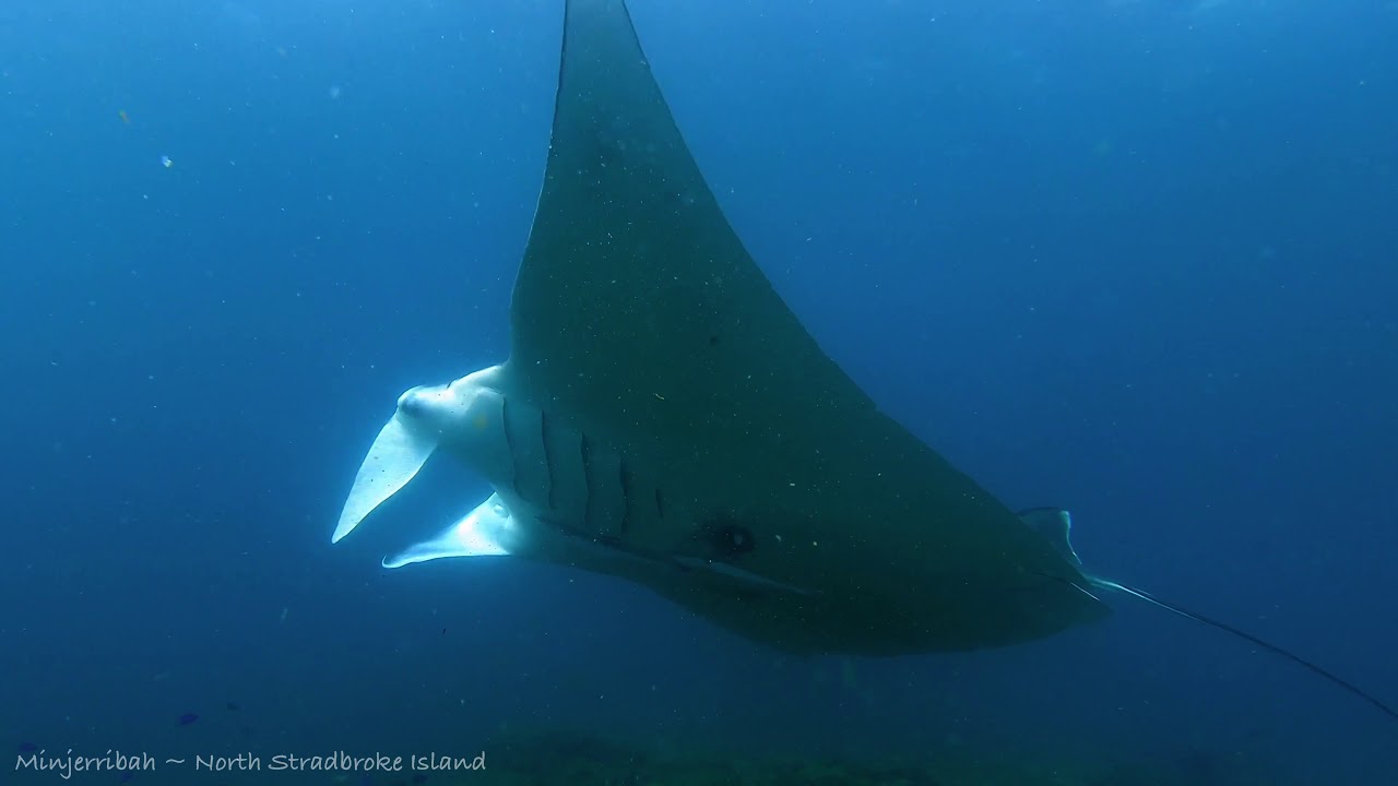 North Stradbroke Island diving