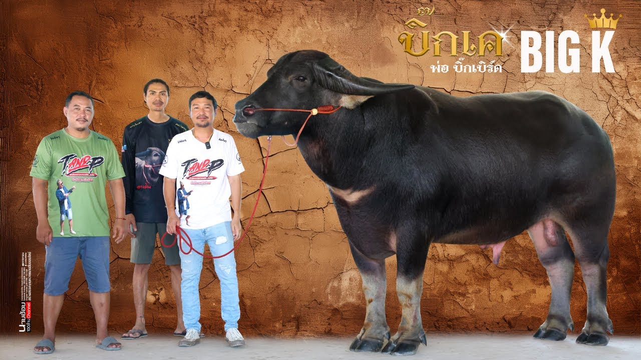 จ้าวบิ๊กเคพ่อพันธุ์ควายใหญ่ ยักษ์ T&P FARM ควายงามเมืองพนัส จ.ชลบุรี 080-5650-929 เสี่ยท็อป
