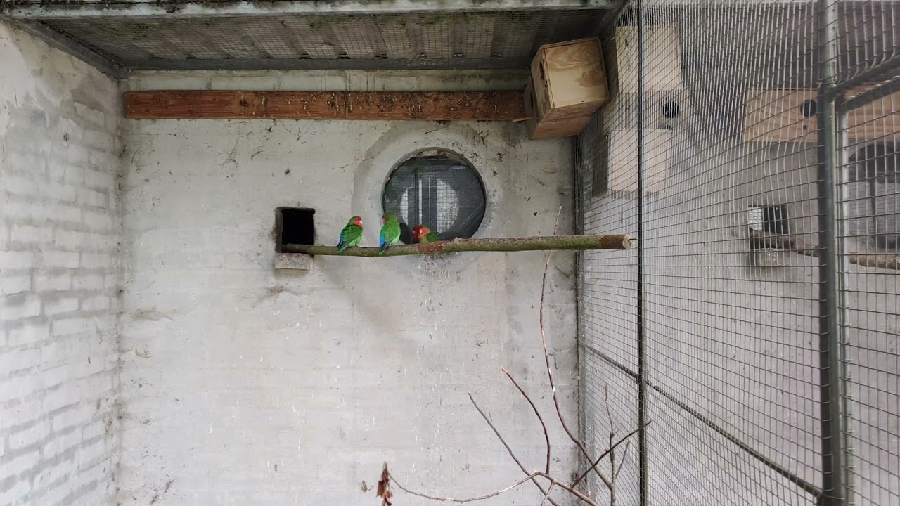 Rosy faced Lovebird (Agapornis roseicollis)