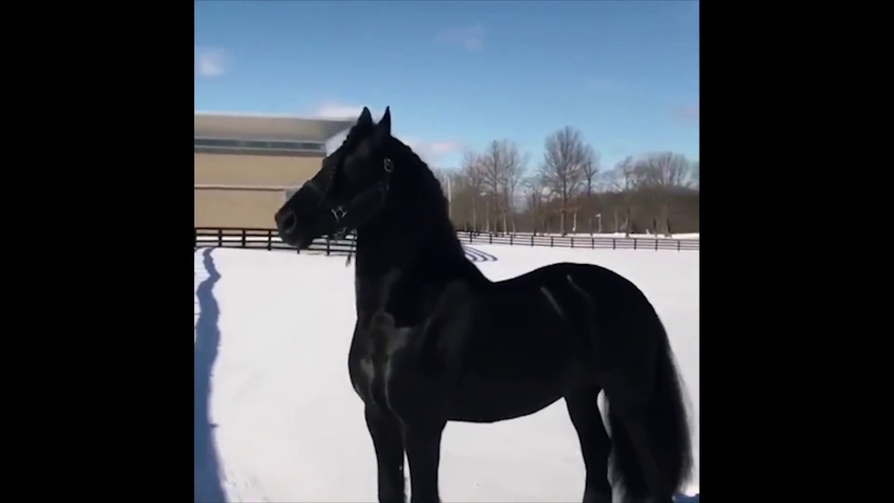 Mustang Horse Playing In Snow In Winter , Horse Running and Playing In the Snow in Winter