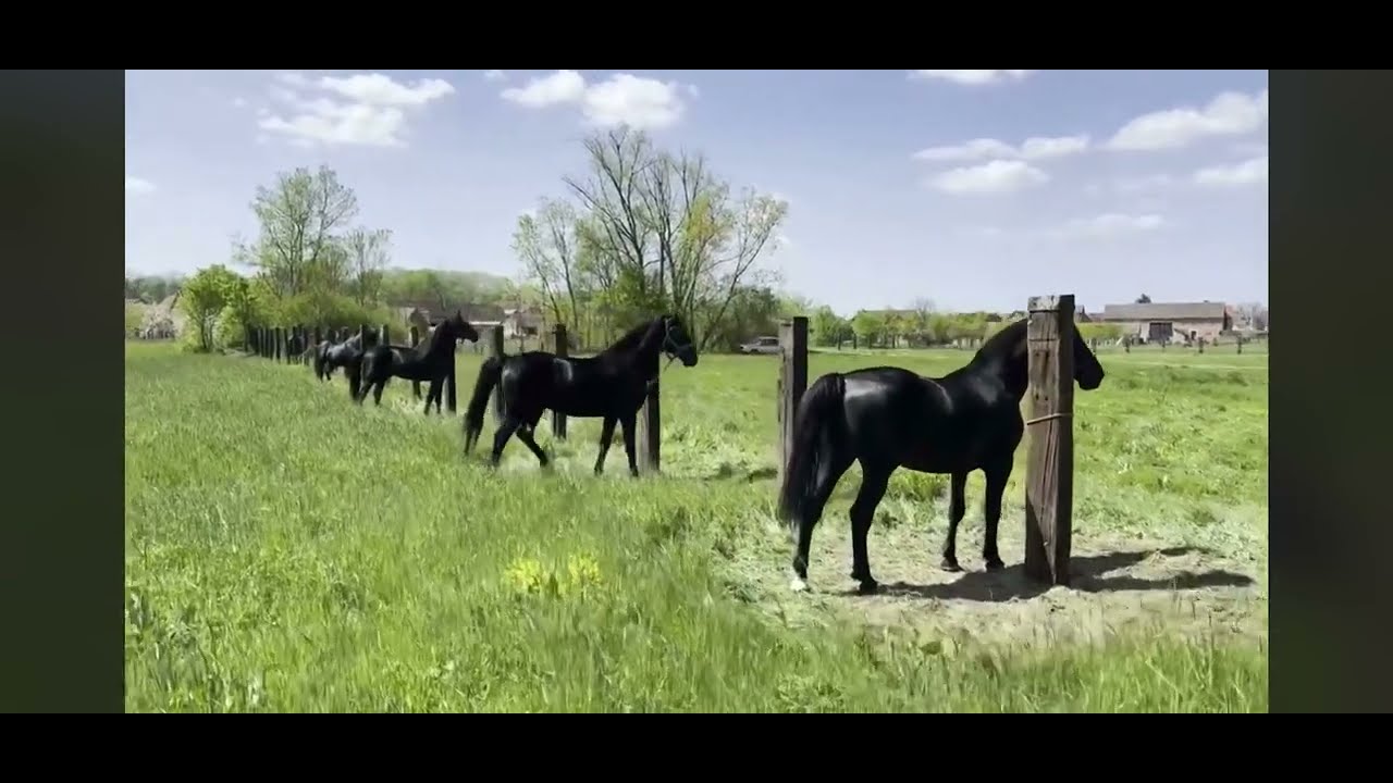 Black Lipizzan