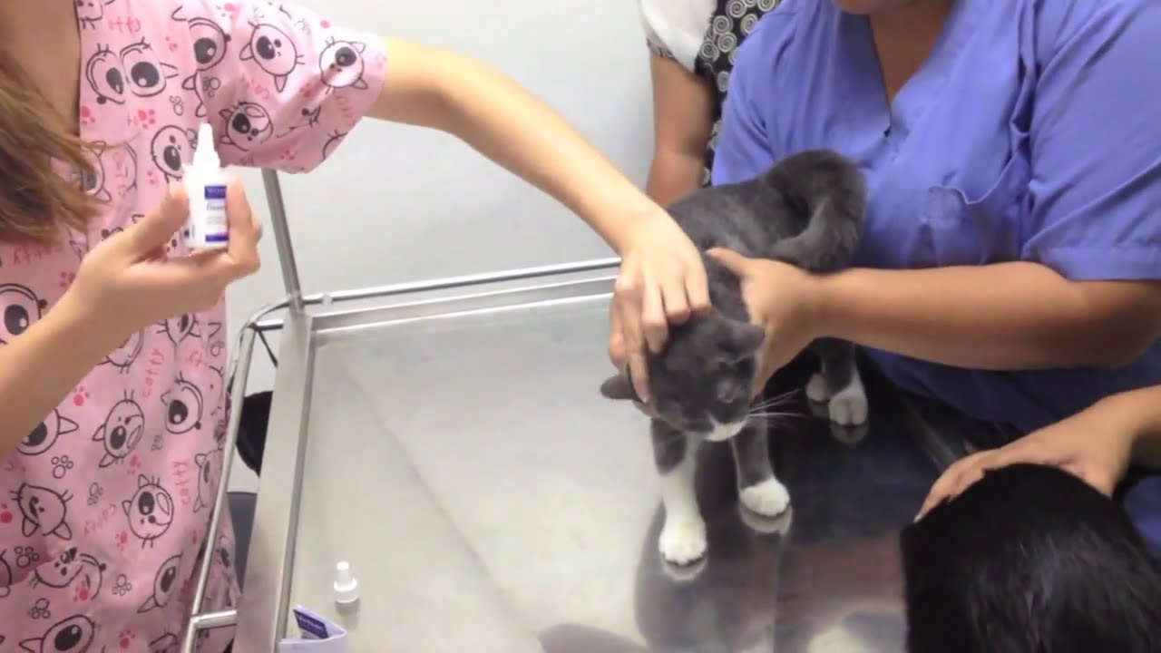 How to put drops in cats' ears