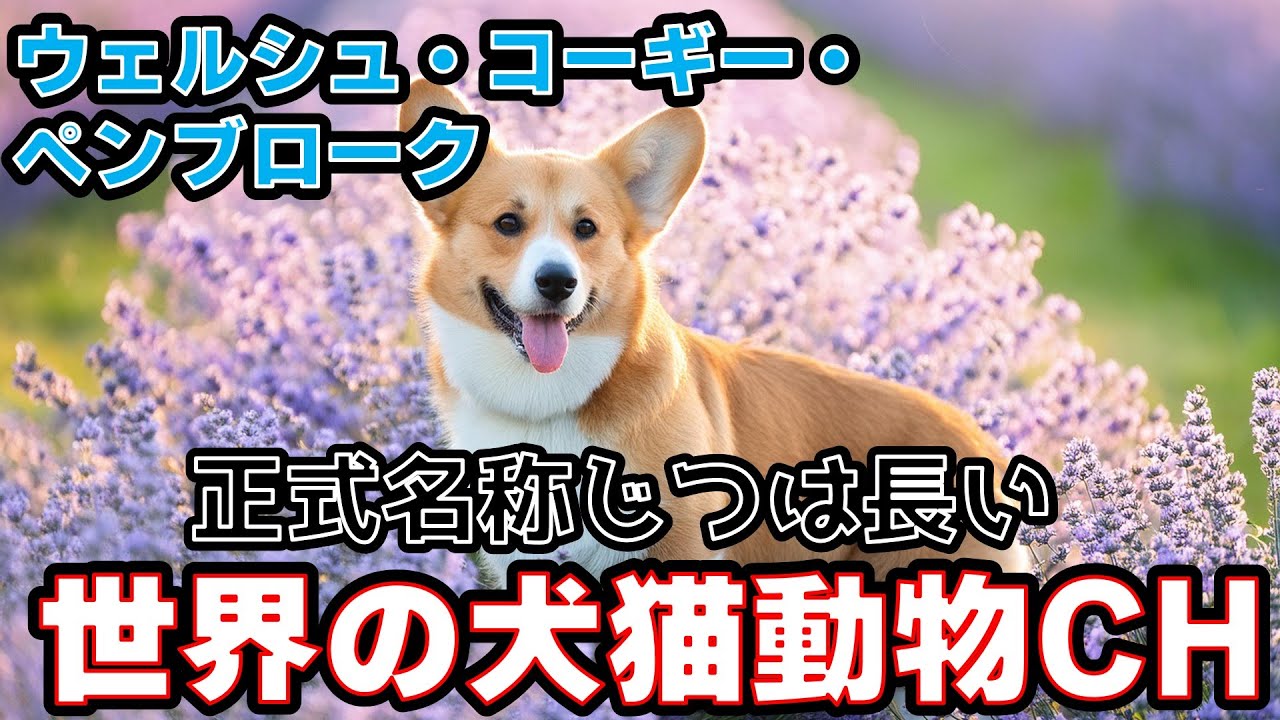 短足の英雄！ウェルシュ・コーギー・ペンブロークの歴史と魅力_#世界の犬猫動物CH