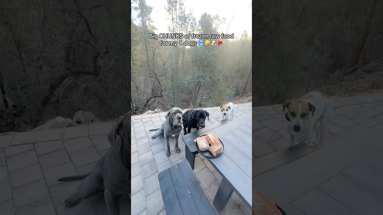 Большие куски замороженного сырого корма для моих 4 собак 🥶🤣🐶🥩 #asmr #сыройкормдлясобак #сыроеден...