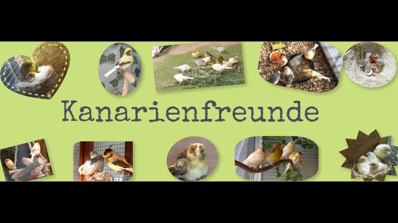 Handaufzucht von einem Kanarienvogel