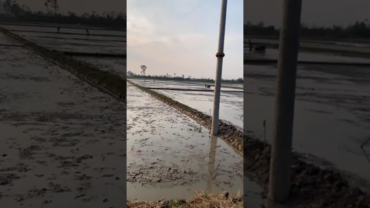 Đi thăm cánh đồng Dù, xã Vượng Lộc.