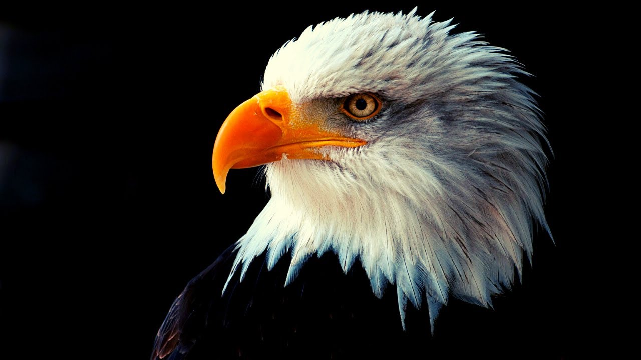 Relaxing Eagle 🦅 ⛅️ Flying Video With Super Calming 🎹 Music for Meditation 🧘🏻&zwj;♀️, Study, Work