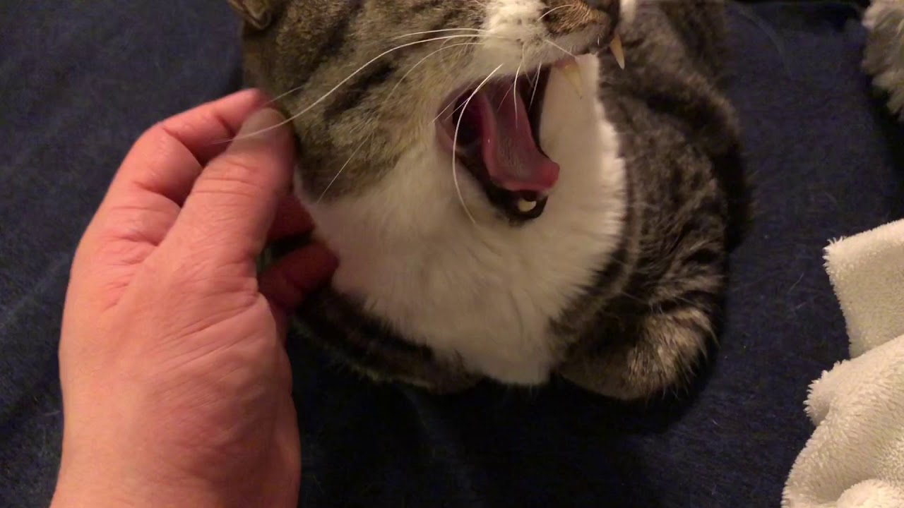 Cat Cranial Nerve Exam