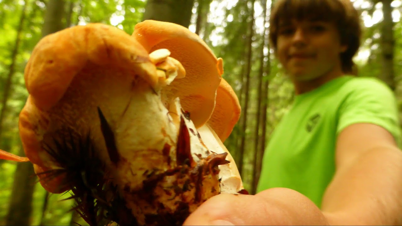 grzyby z kolcami czyli Sarniak dachówkowaty i Kolczak obłączasty