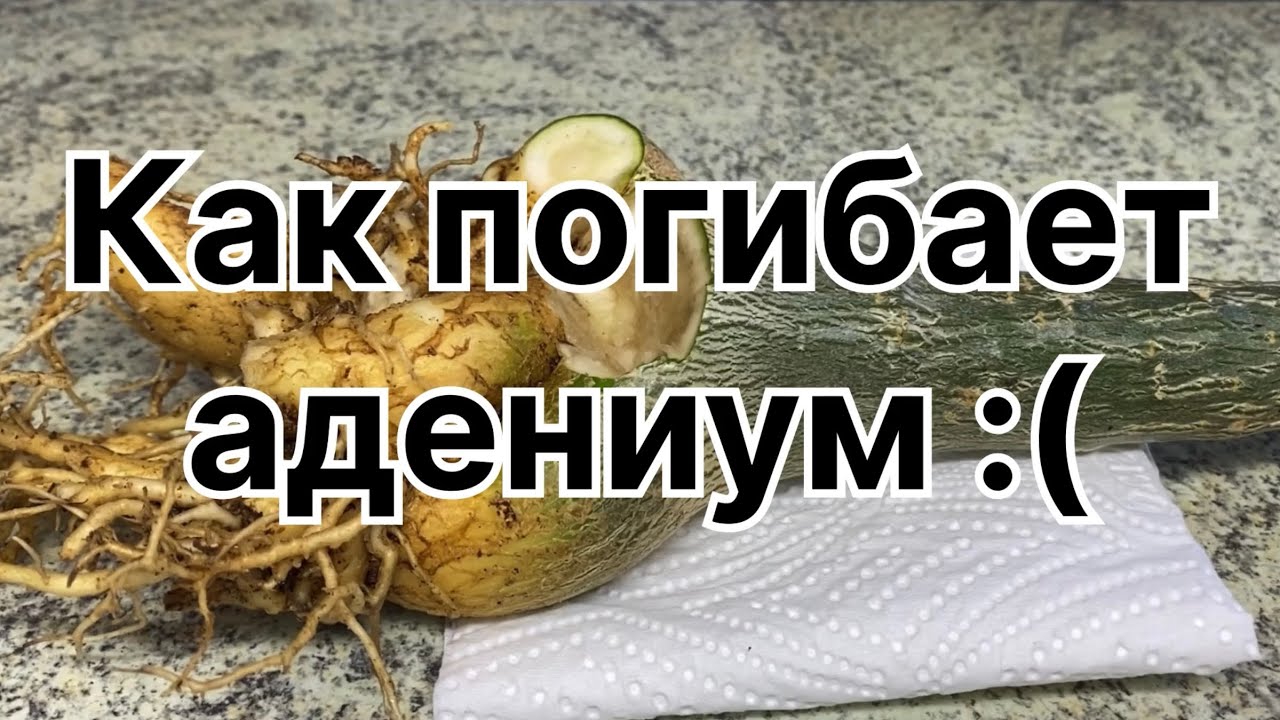Минус один адениум :(  Сгнил каудекс и корни. Зима забрала свою дань. 27 декабря 2023 г.