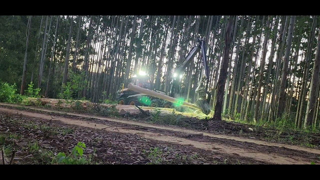 cosecha forestal.
