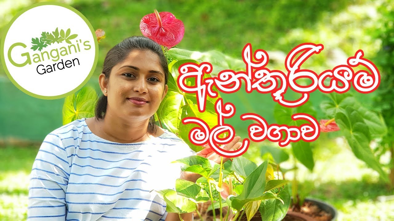 නිවැරදිව ඇන්තුරියම් වවමු - How to grow Anthurium