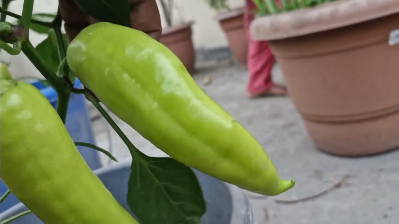 টবে ক্যাপসিকাম চাষের সহজ পদ্ধতি