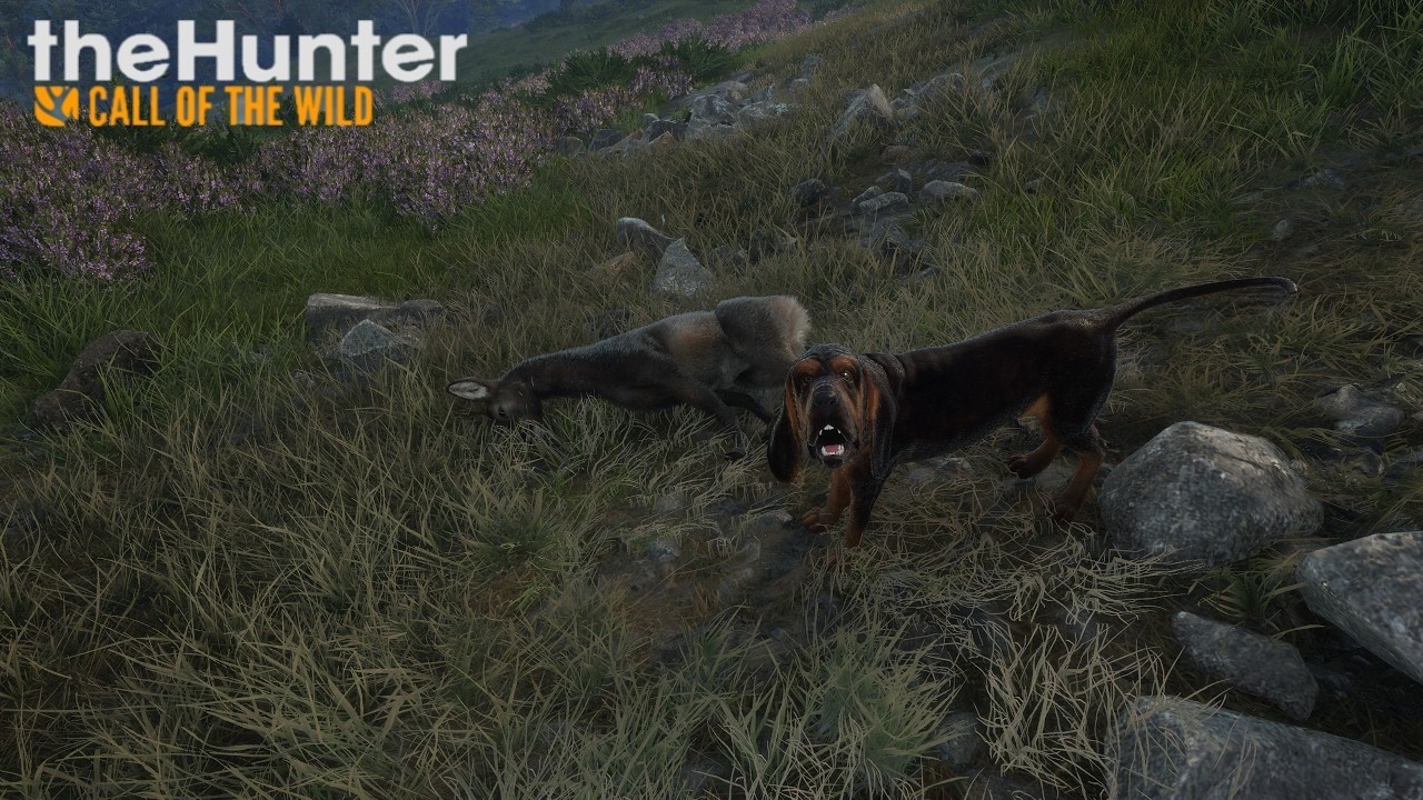 Słabo trafiona ta koza :( /theHunter  Call of the Wild
