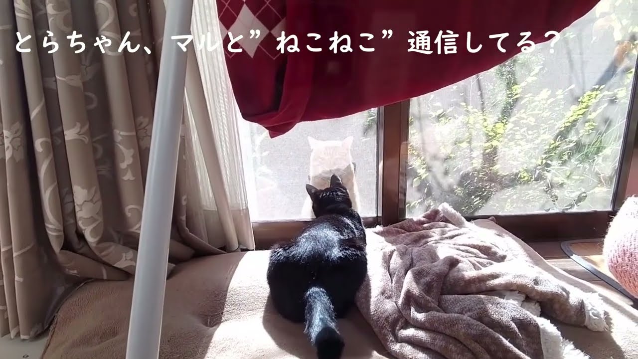 20241124　日々編　とらちゃん 2　マルちゃんとくつろぐ