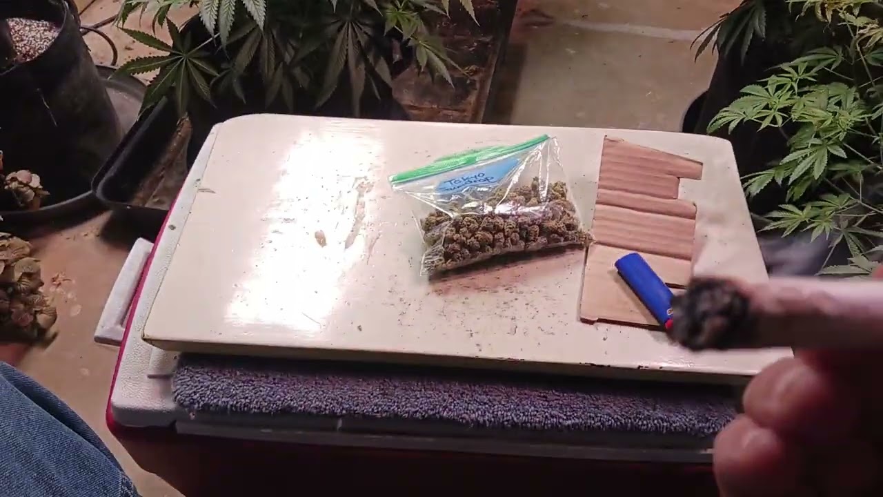 Weed Review #132 Tokyo Gumdrop