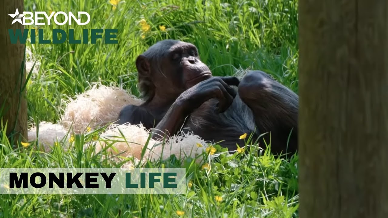 S11E13 | The Chimps Take It Easy By Lying Down And Taking In The Sun | Monkey Life | Beyond Wildlife