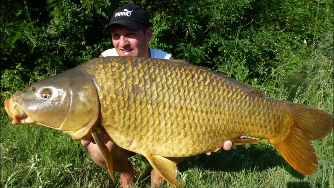 Carpe commune record dans l'&eacute;puisette !!!