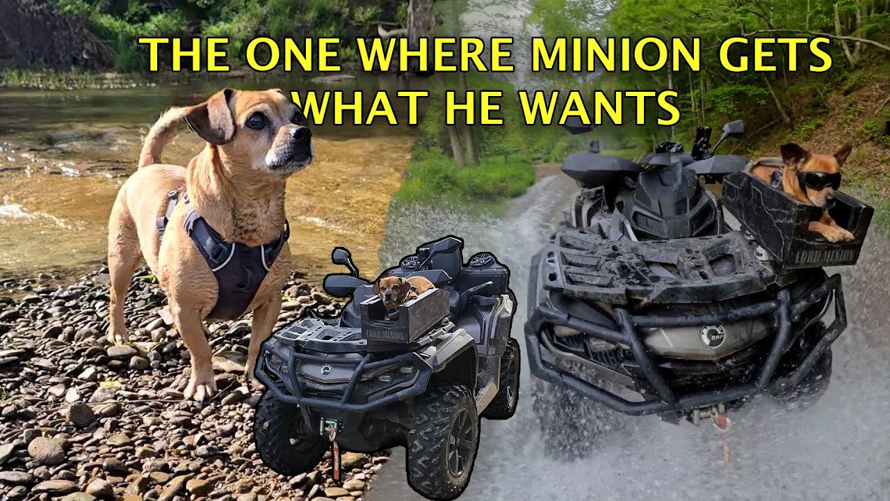 Minion goes places, does things on the ATV #narrowayhomestead #theoneandonlyminion #goplacesdothings